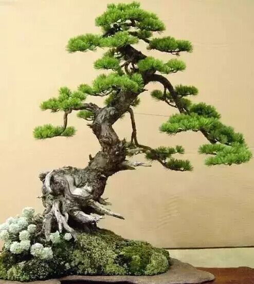 盆景艺术之美2