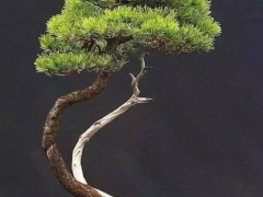 盆景艺术之美