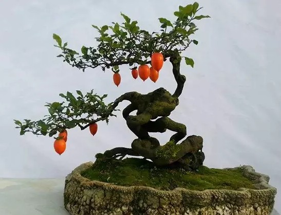 制作盆景的艺术原则9