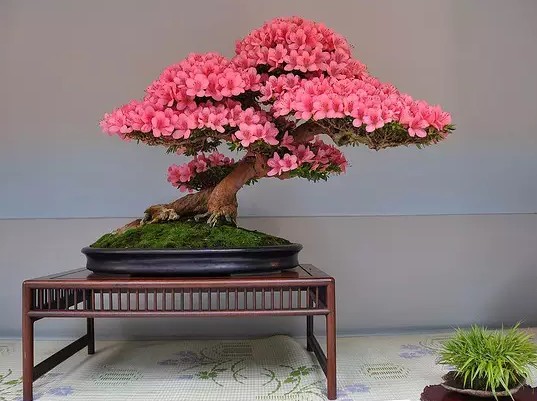 制作盆景的艺术原则3