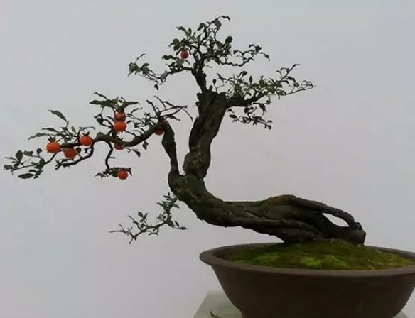 制作盆景的艺术原则7