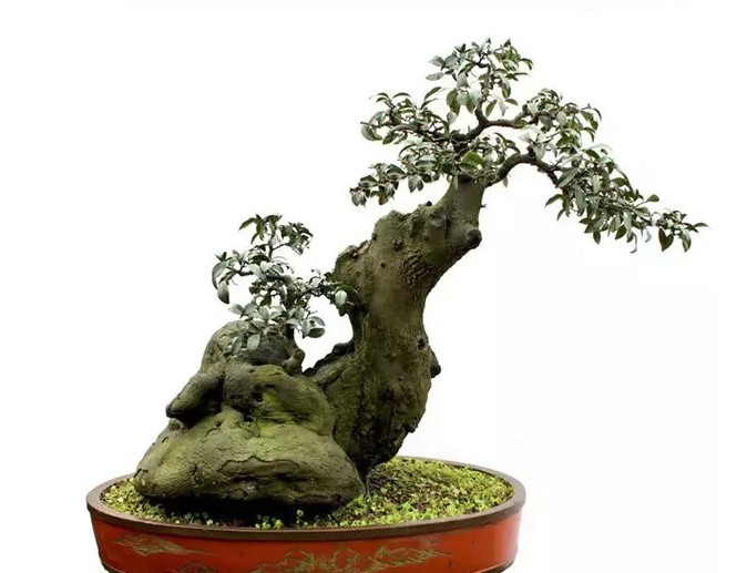 盆景的价格由其艺术价值决定2