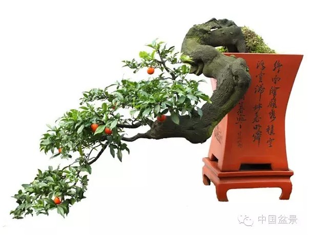 盆景的价格由其艺术价值决定5