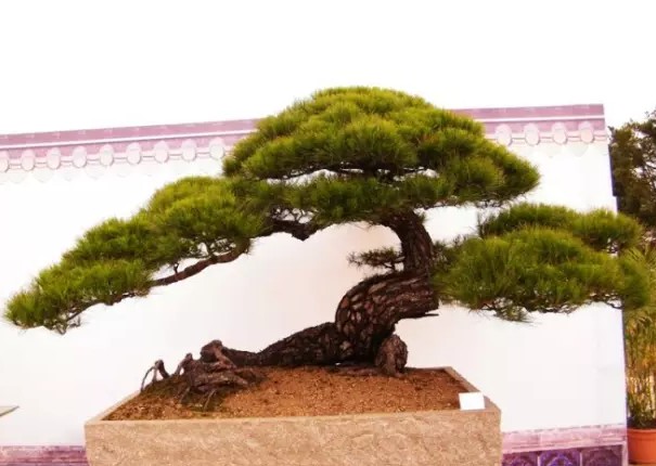 长不大的盆栽植物——松树盆景2