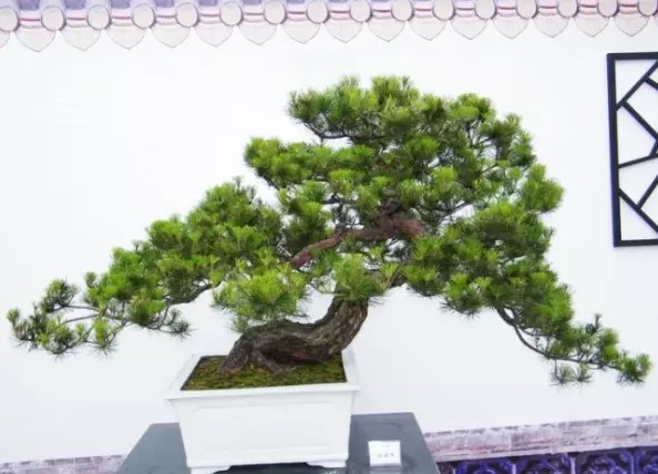 长不大的盆栽植物——松树盆景1