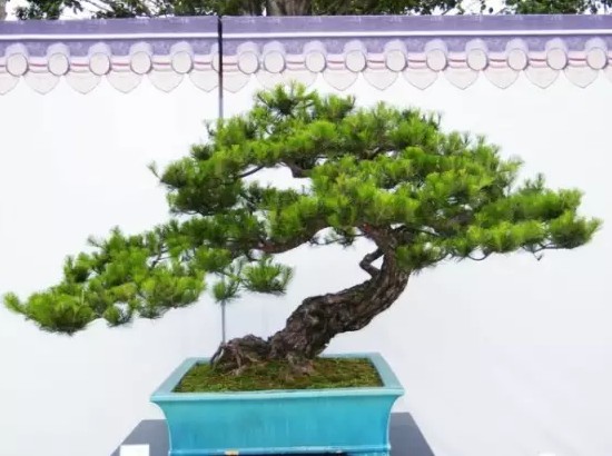 长不大的盆栽植物——松树盆景6