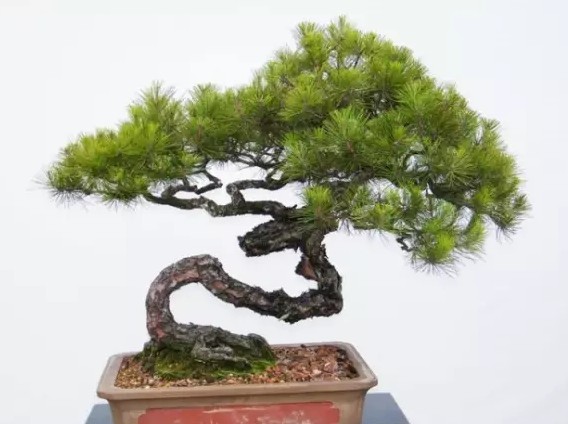 长不大的盆栽植物——松树盆景4