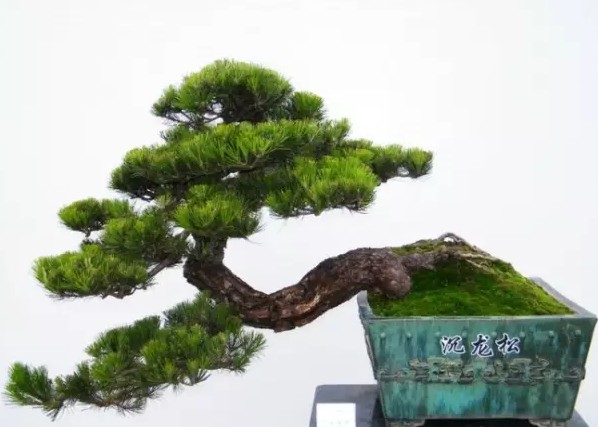 长不大的盆栽植物——松树盆景5