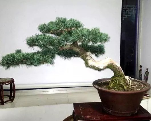 学盆艺，盆外功夫更重要2