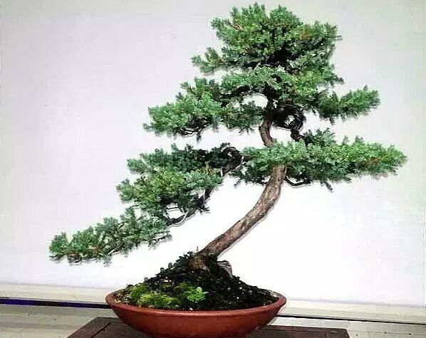 学盆艺，盆外功夫更重要1