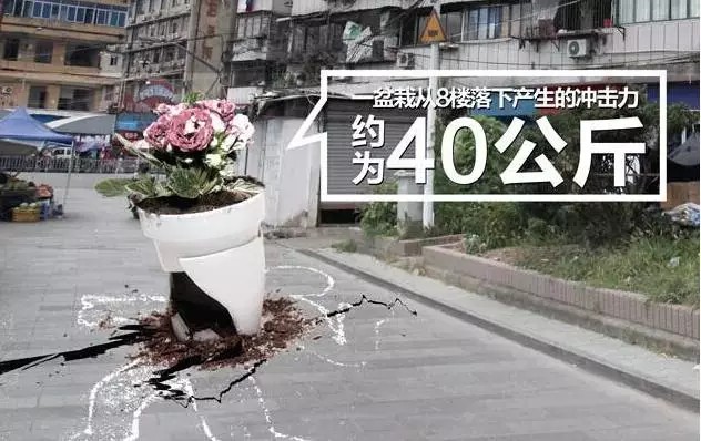 盆栽虽美 文明养护1
