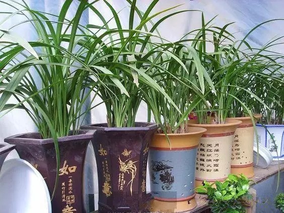 盆景种植中对花盆的选取8