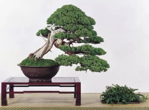 真柏简介