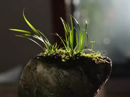 菖蒲盆景及其药用价值1