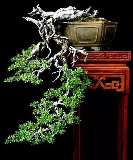 盆景——静态的艺术2