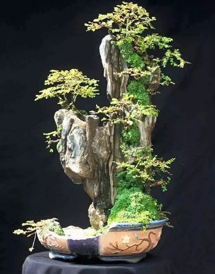 盆景——静态的艺术1