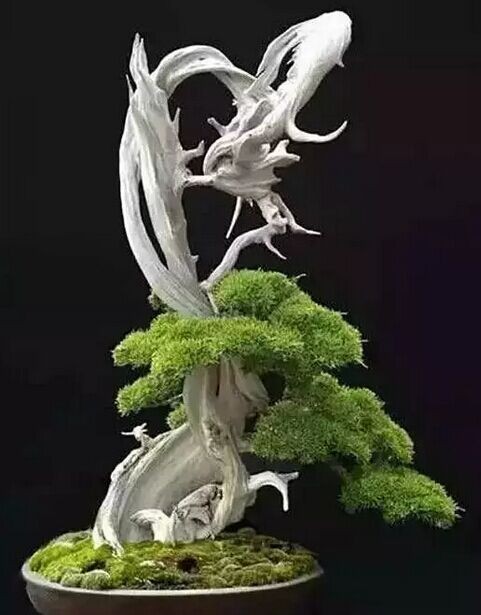 盆景之病态美与舍利干的独特功能2