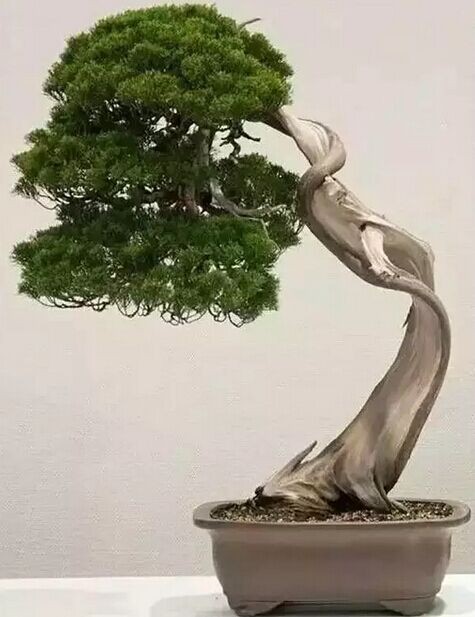 盆景之病态美与舍利干的独特功能3