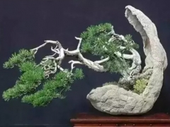 盆景之病态美与舍利干的独特功能