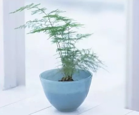 文竹
