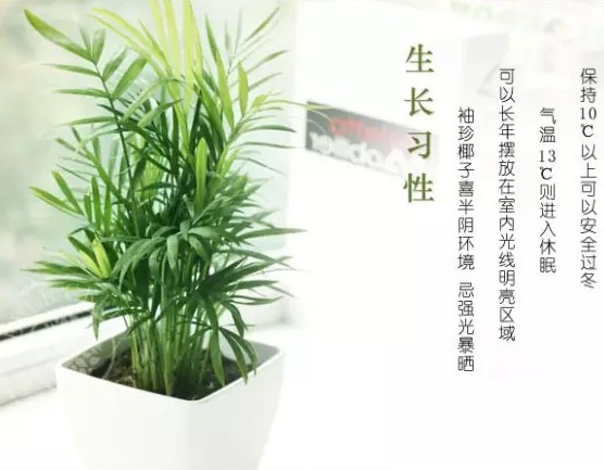 袖珍椰子