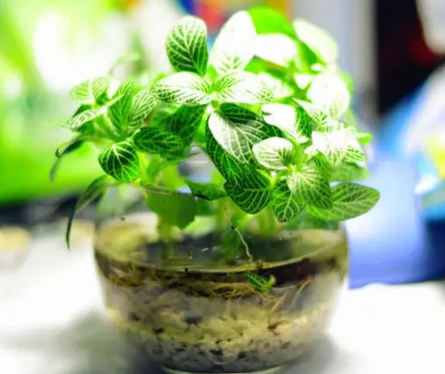 网纹草