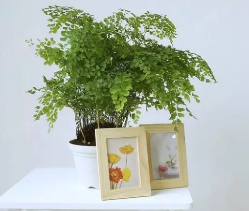  铁线蕨