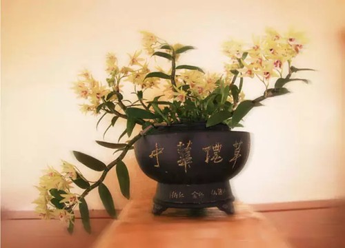铁皮石斛盆景艺术及其发展