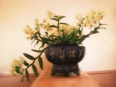 铁皮石斛盆景艺术及其发展