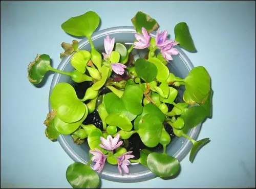 可当盆景花卉来养的水葫芦3