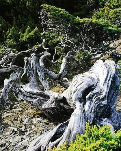 师法自然 精通造化3