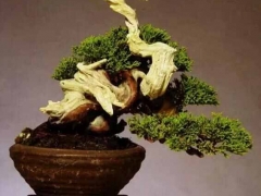 盆景的起源