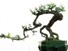 了解植物的生理功能