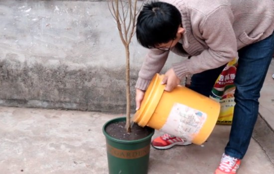 石榴树裸根栽植行吗 这样上盆成活快