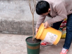 石榴树裸根栽植行吗 这样上盆成活快