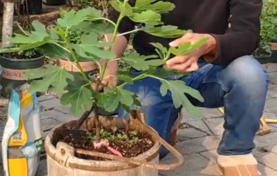 盆栽无花果需要冬眠吗