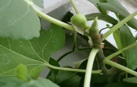 冬天无花果还结果吗