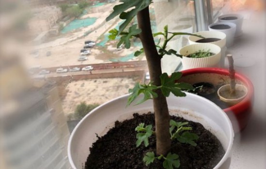 无花果冬天发芽好吗