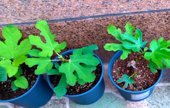 无花果盆栽冬天有叶子吗