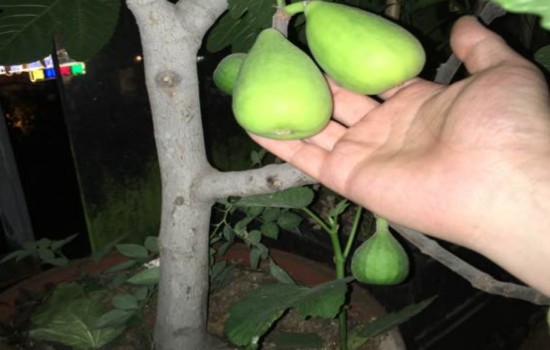 无花果老枝春天还能结果吗