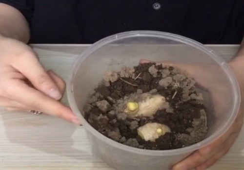 生姜盆栽怎么种