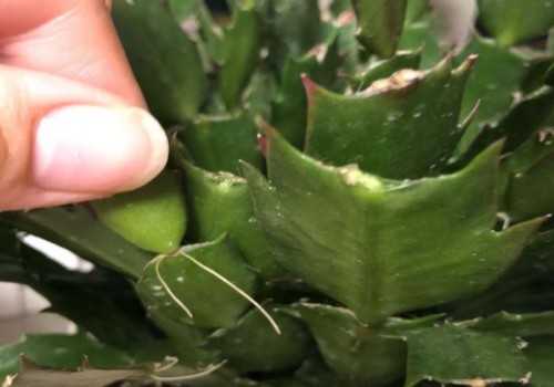 蟹爪兰长气根能开花吗