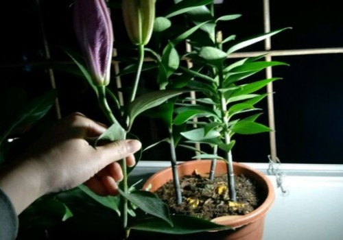 百合花的茎断了能活吗