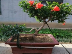 石榴树盆栽什么时候开花结果