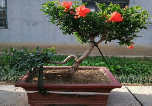 石榴树盆栽什么时候开花结果
