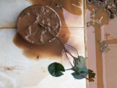 睡莲发芽后怎么处理