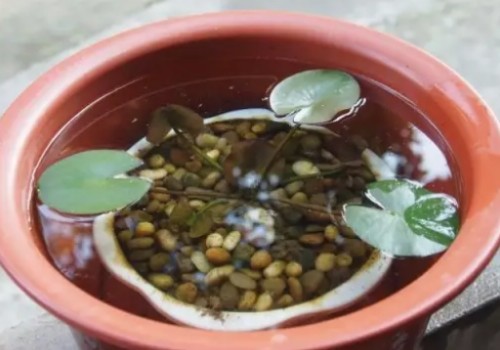 睡莲发芽后怎么种植