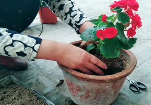 丽格海棠盆栽方法