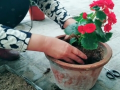 丽格海棠盆栽方法