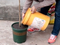 网上买的石榴树小苗怎么上盆